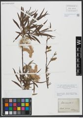 Foto von Salix viminalis L.